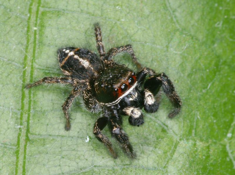 Pellenes_tripunctatus_D3061_Z_89_NP De Hoge Veluwe_Nederland.jpg